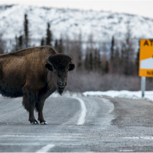 Bison