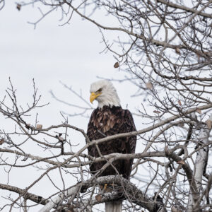 Eagle