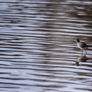 Shorebird in Shallow Water