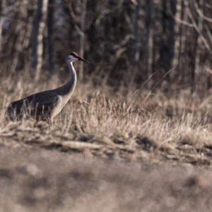 Sandhill Crane in Field