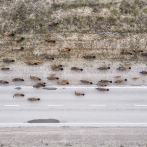 Bison Herd Along Road
