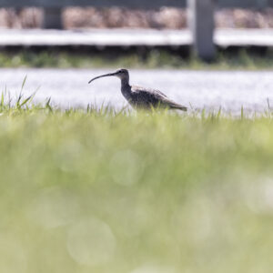 Curlew in Grass Field